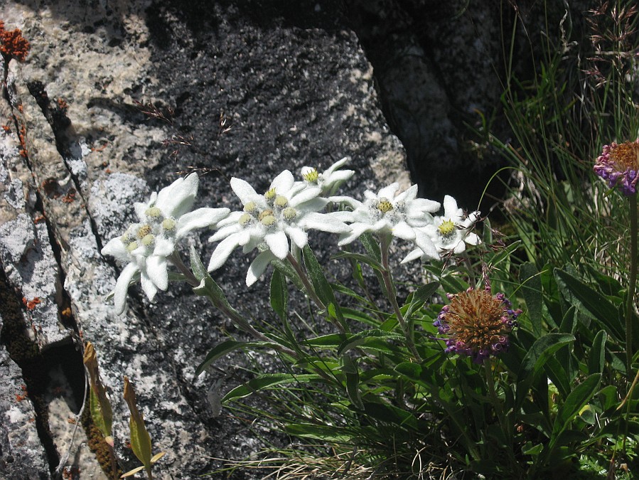 IMG_1397.JPG - Ancora stelle alpine !