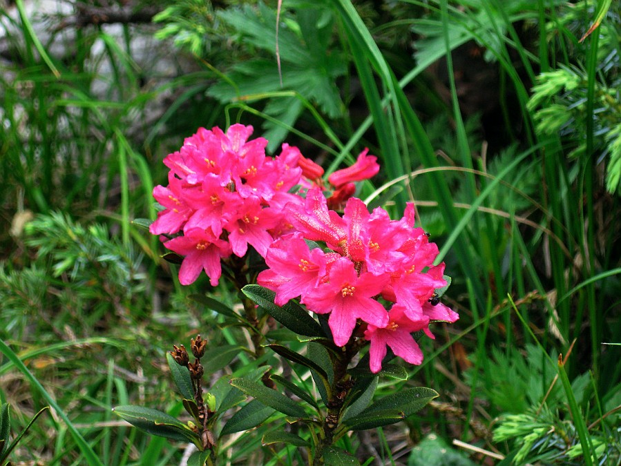 IMG_0892.JPG - Sulla via del ritorno c'è il tempo di godersi la fioritura dei rododendri