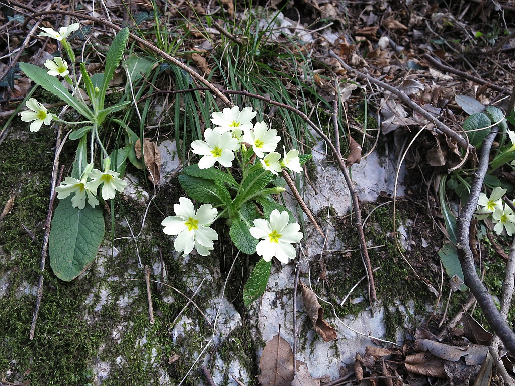 IMG_8335.JPG - La primavera avanza 