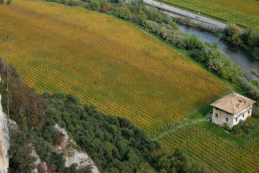 IMG_2650.JPG - I bei vigneti coi colori autunnali visti dalla cima