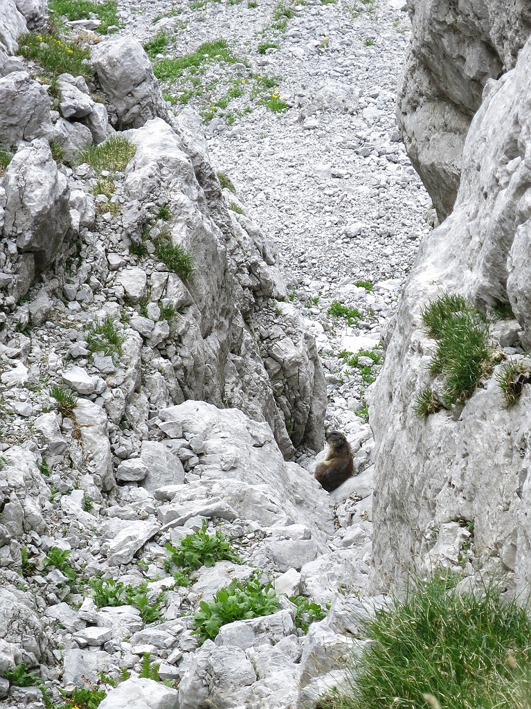 IMG_5293.JPG - Sentinella nel canale