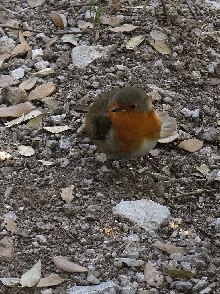 IMG_6766.JPG - Pettirosso dall'aria domestica, deve aver capito che gli arrampicatori si fermano a mangiare barrette !