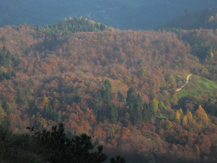 IMG_1965.JPG - I colori del bosco ci ricordano che siamo in autunno, ma per la temperatura non si direbbe proprio!